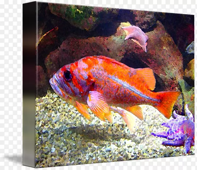 金鱼饲养鱼海洋生物水族馆.紫色鱼
