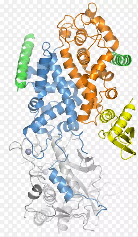 DROSHA微RNA核糖核酸酶ⅢDgcr8-裂解