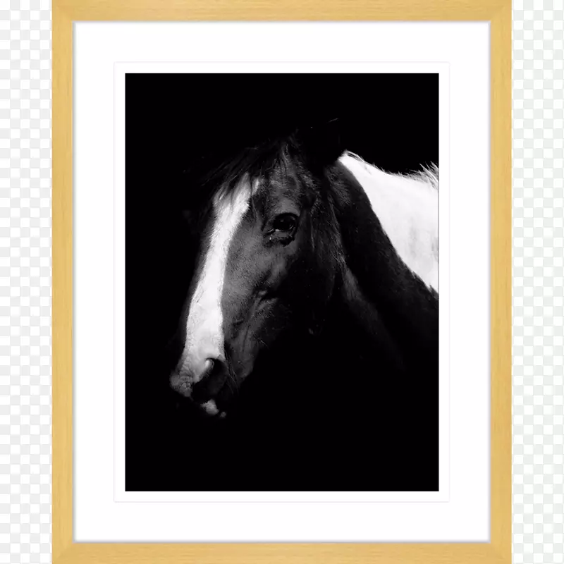 马摄影马匹画框.水彩马