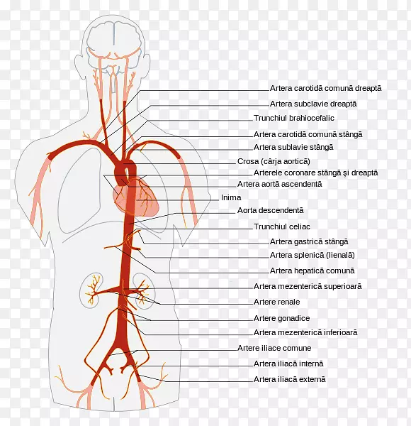 腹主动脉解剖人体-分支