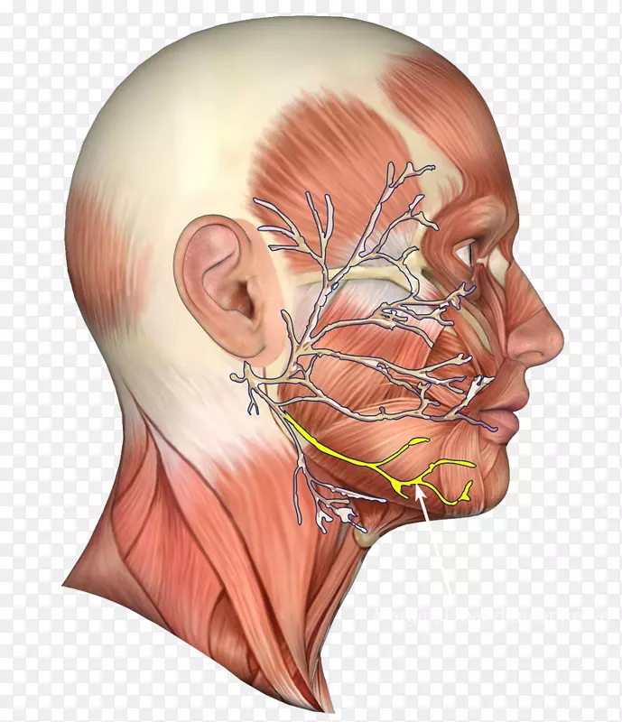 颌面神经下巴肌神经