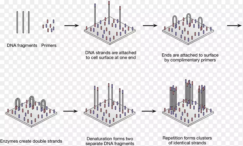 聚合酶链式反应dna测序基因测试
