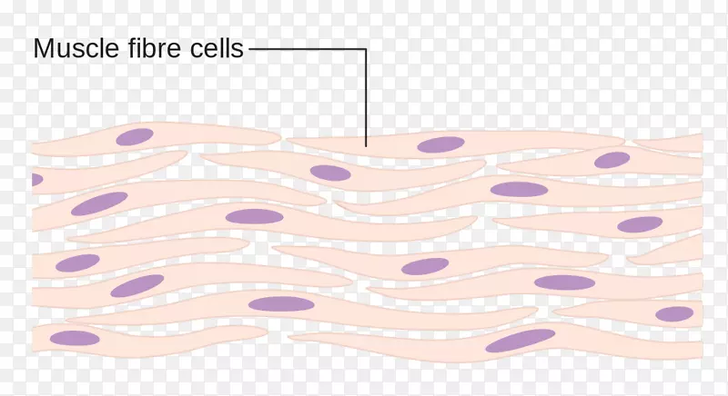 肌细胞肌肉人体组织癌细胞胚芽图