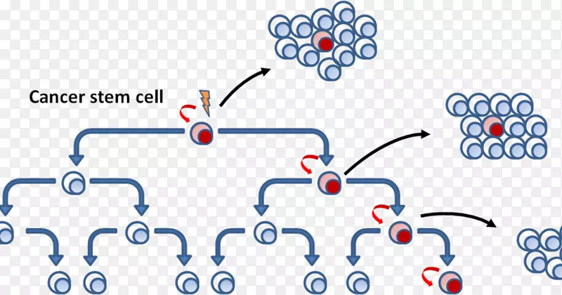 肿瘤干细胞-癌细胞体