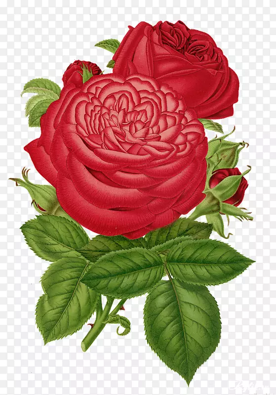 花园玫瑰切花，蜈蚣玫瑰，玫瑰花，复古玫瑰
