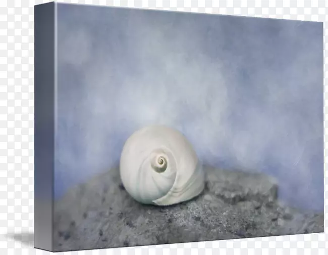 蜗牛腹足动物贝壳摄影.窃窃私语
