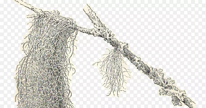 西班牙苔藓植物插画艺术-跳跃悬崖