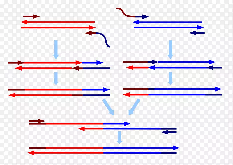 重叠延伸聚合酶链反应引物RNA聚合酶剪接