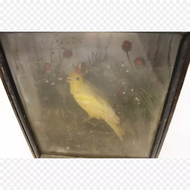 动物鱼类-黄色小鸟