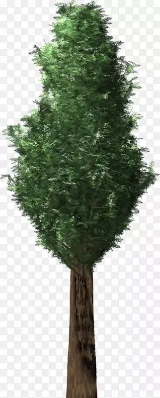 英国红豆杉树植物常绿针叶树