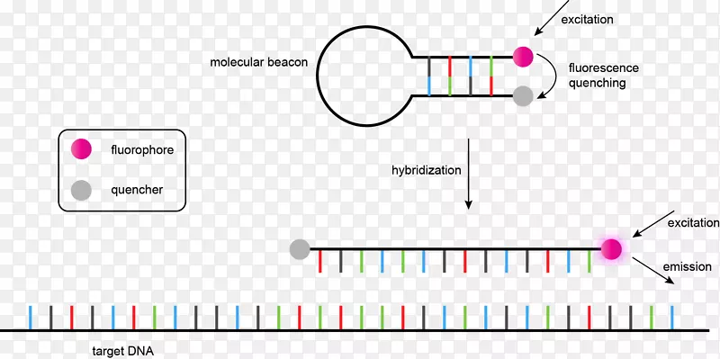 基因组核酸序列DNA测序