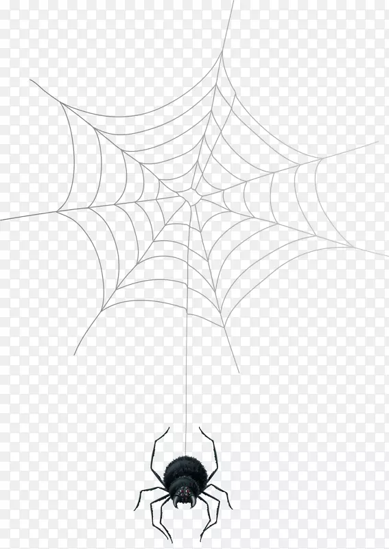 蜘蛛网节肢动物-蜘蛛