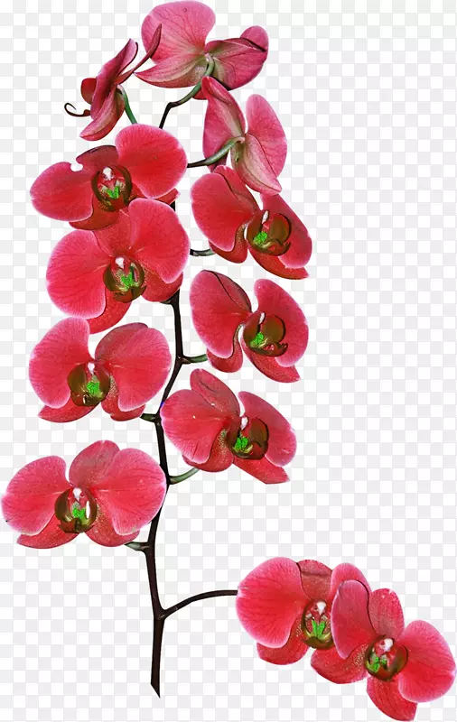 切花，飞蛾，兰花