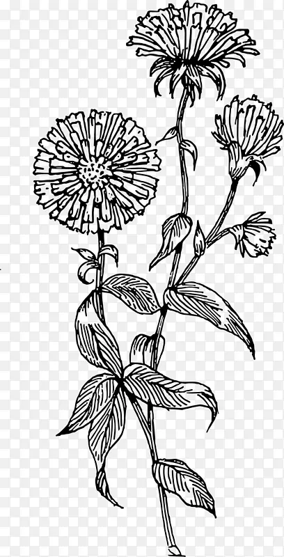 阿斯特花画剪贴画-花