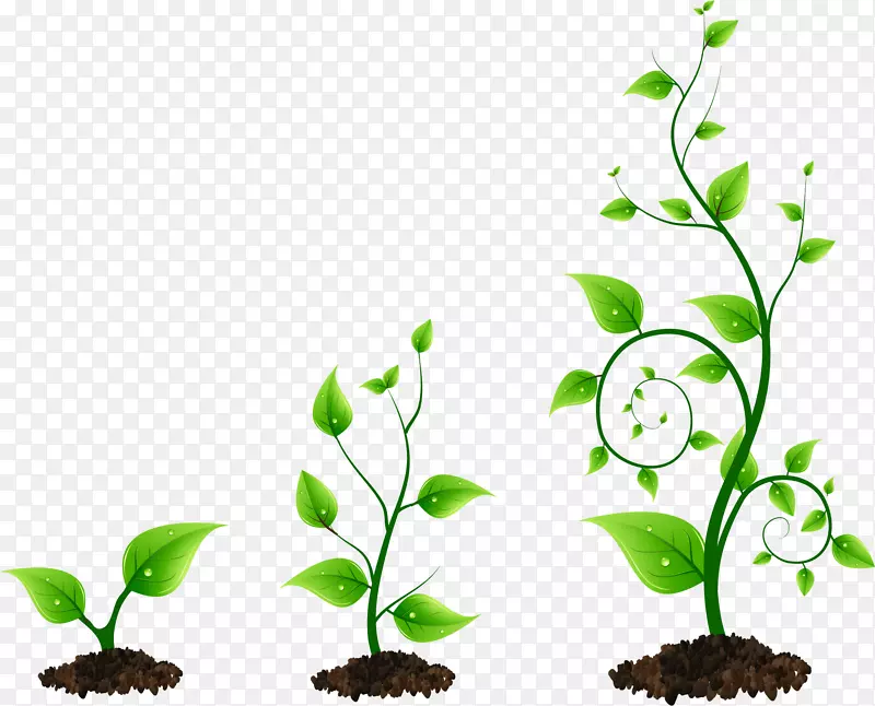 生长光植物芽夹艺术-植物