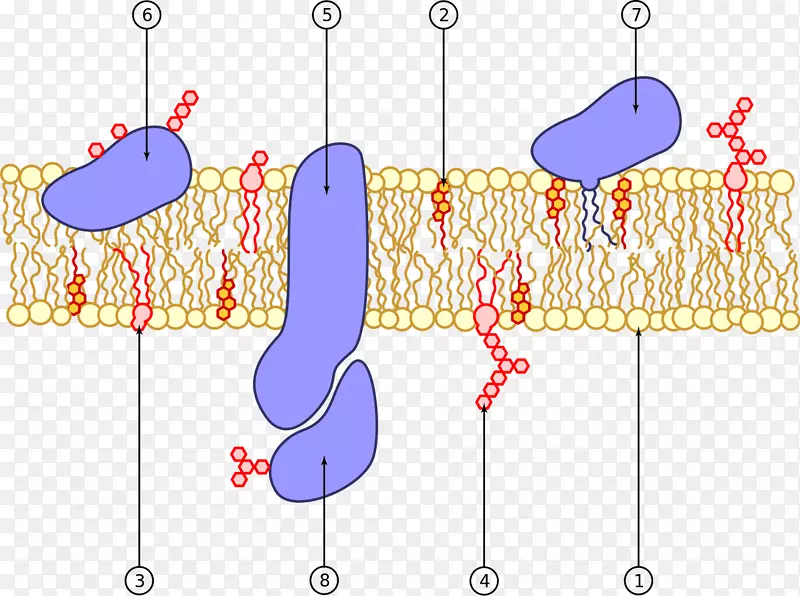 细胞膜生物膜磷脂膜蛋白