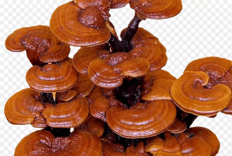 膳食补充剂灵芝菇真菌药用真菌蘑菇