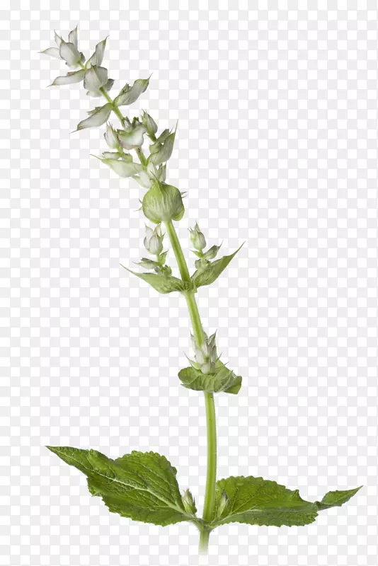 普通鼠尾草植物英国薰衣草砧木摄影-植物