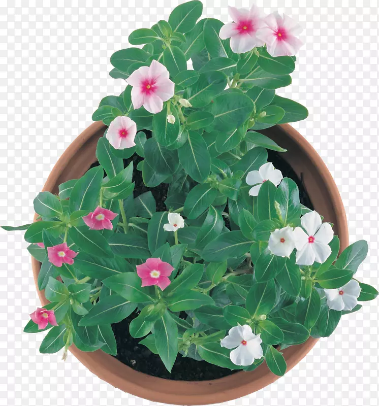 花盆室内植物一年生植物-花