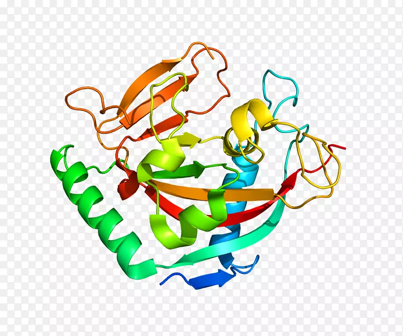 蛋白质结构基因