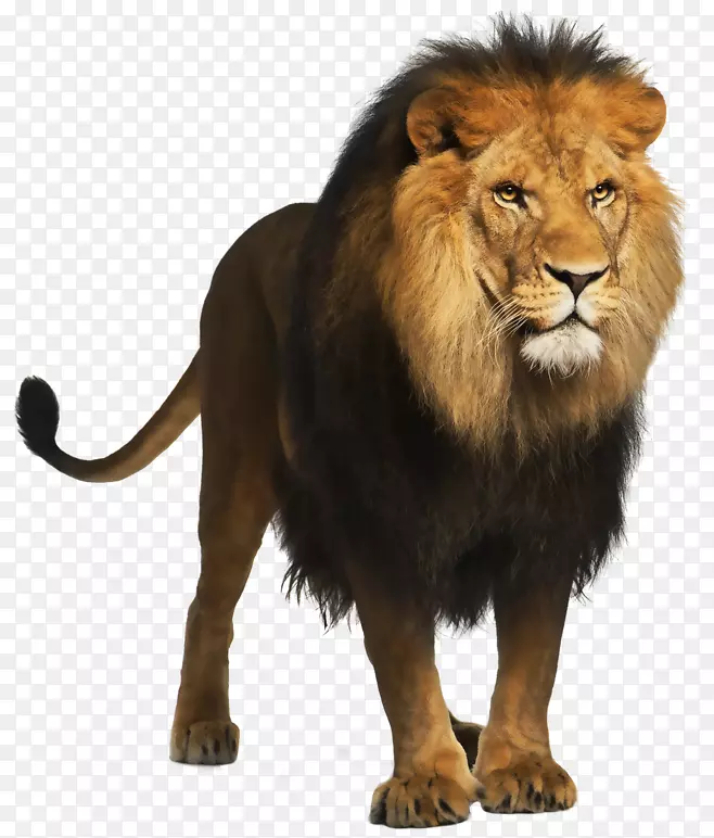 狮子科剪贴画-狮子