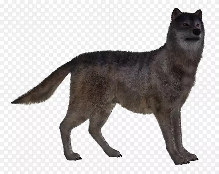 红狐犬