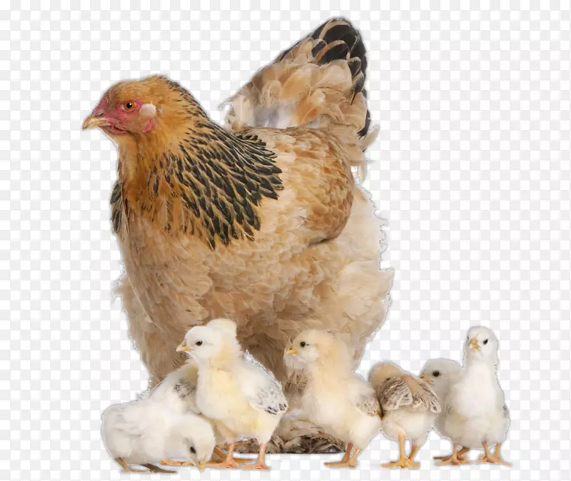 Brahma鸡，澳大利亚烤鸡，Wyandotte鸡，kifaranga，摄影