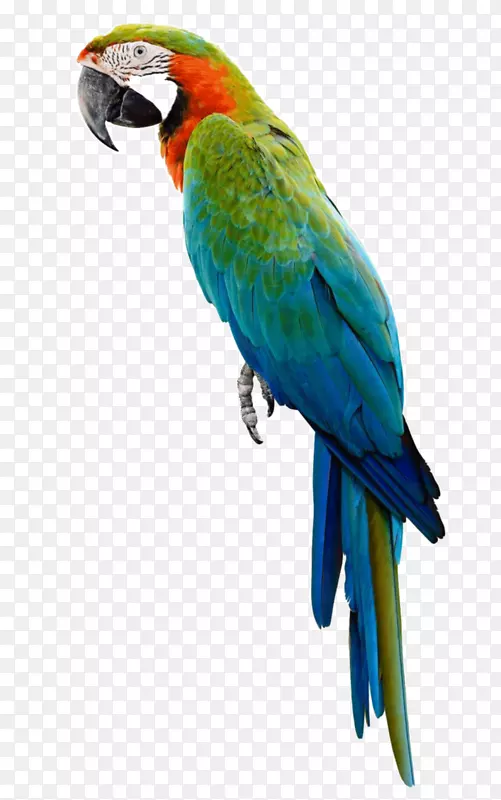 亚马逊鹦鹉金刚鹦鹉图片-鹦鹉