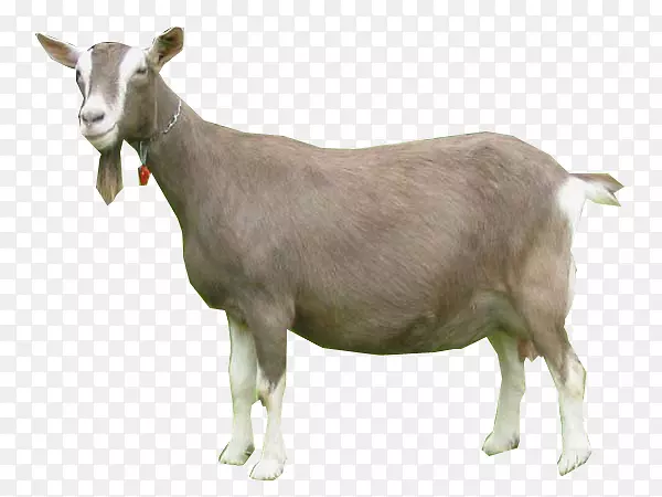 多哥堡山羊尼日利亚矮山羊oberhasli山羊俾格米山羊牛