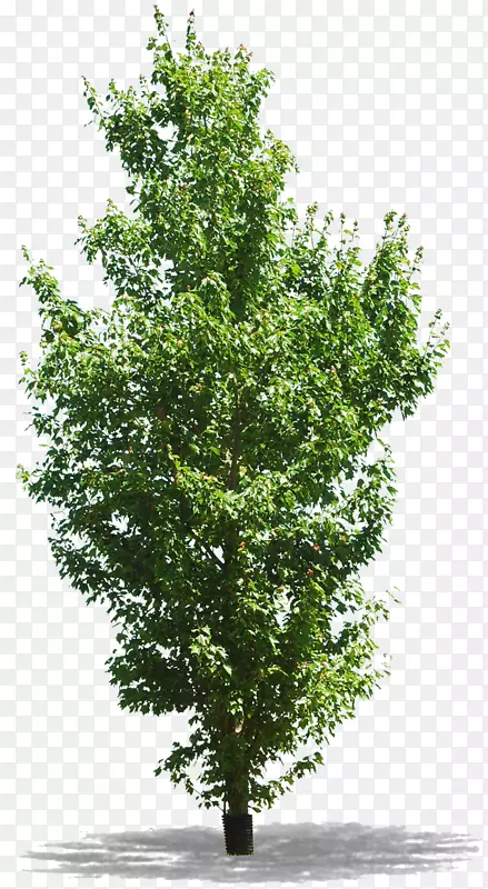 木本植物树枝