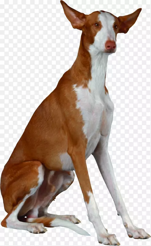 Ibizan猎犬Podenco canario法老猎犬葡萄牙podengo-人