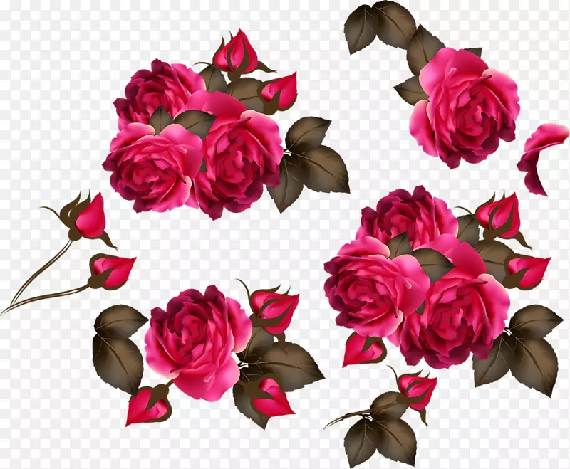 玫瑰粉红色花-玫瑰