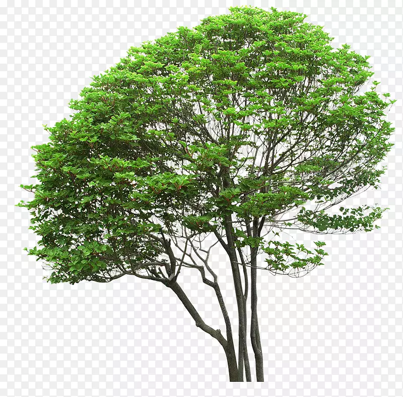 树数字图像剪贴画-树