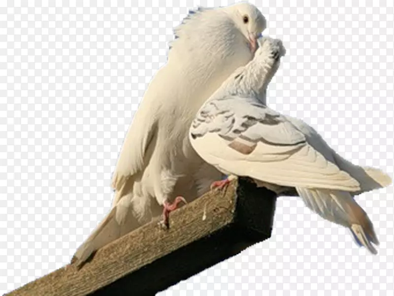 食肉鸟，长喙鸟，典型的鸽子-鸟