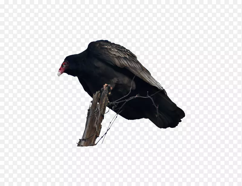 黑秃鹰鸟摄影-鸟
