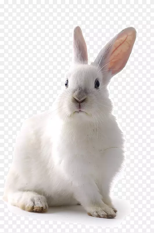 加州兔，家养兔，佛兰德大兔子，野兔，狗