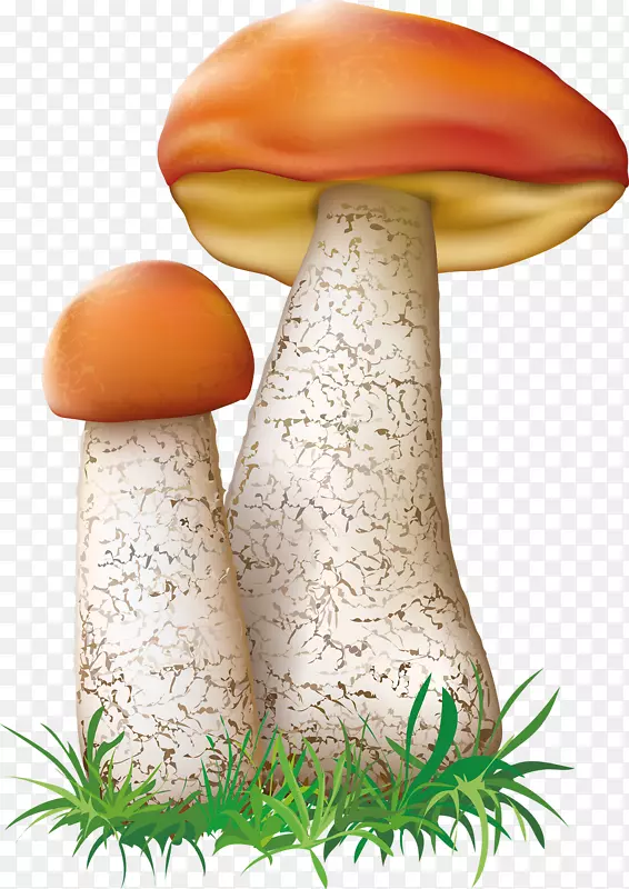 食用菌植物插图-蘑菇