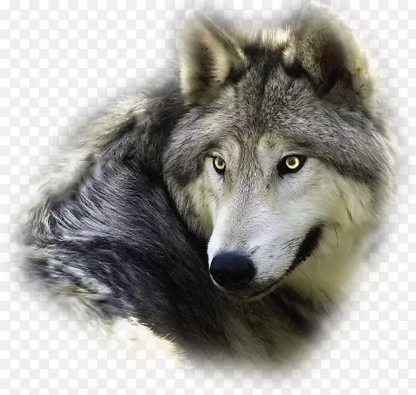 普通话动物狼人介绍西伯利亚