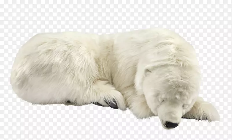 北极熊，大比利牛斯，波兰塔特拉牧羊犬库瓦兹-北极熊