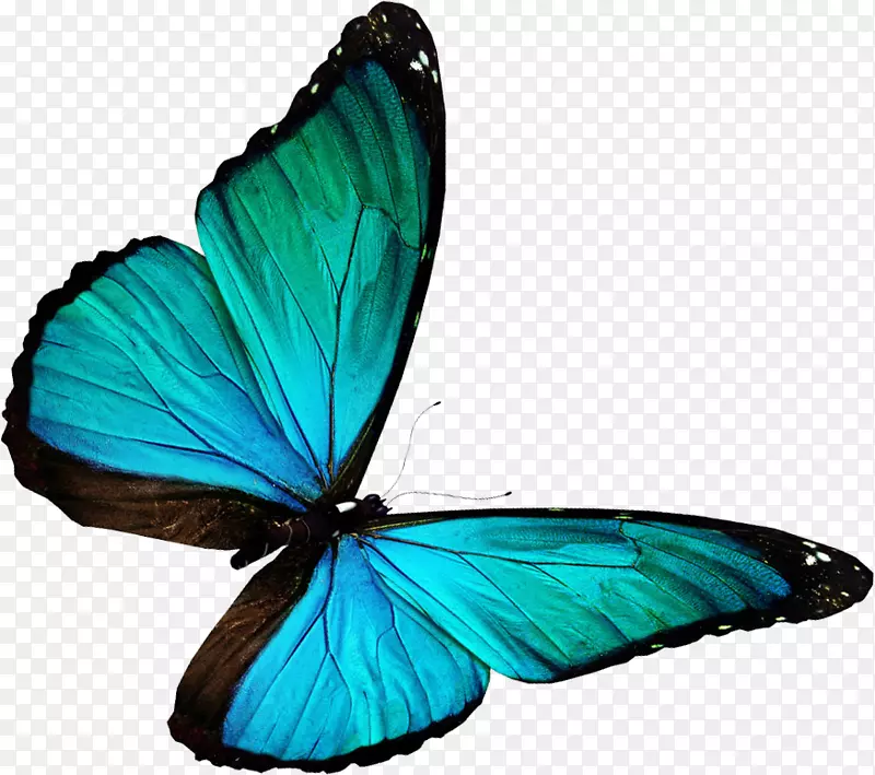 蝴蝶和飞蛾彩色摄影鸟