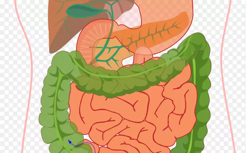 人体消化系统图消化胃肠道人体