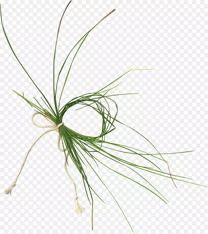 草植物茎夹艺术-草