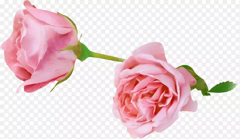 花园玫瑰花摄影动画-花