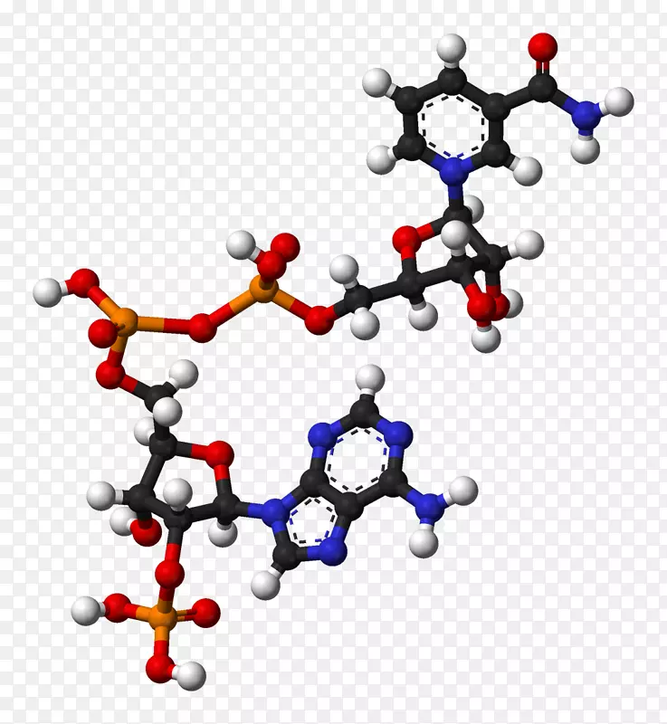 烟酰胺腺嘌呤二核苷酸磷酸Flavin腺嘌呤二核苷酸氧化还原