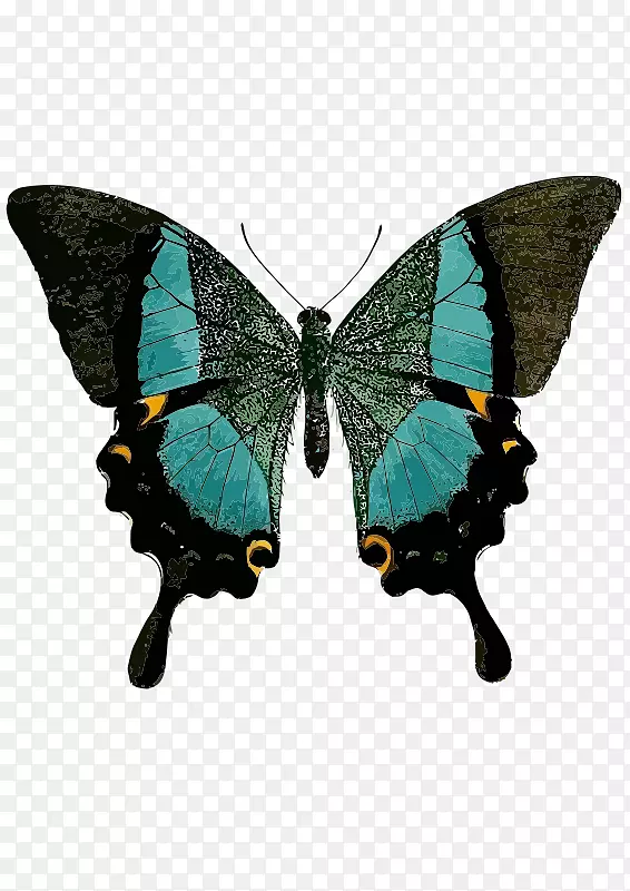 燕尾蝶绿色黑色燕尾夹艺术-蝴蝶