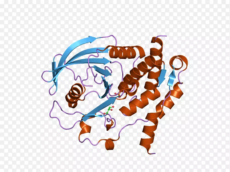 蛋白酪氨酸磷酸酶基因ptpn7