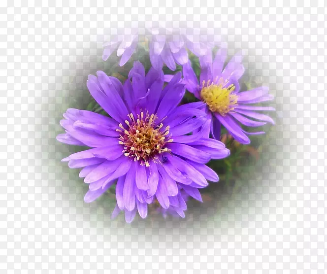 菊科紫丁香紫罗兰