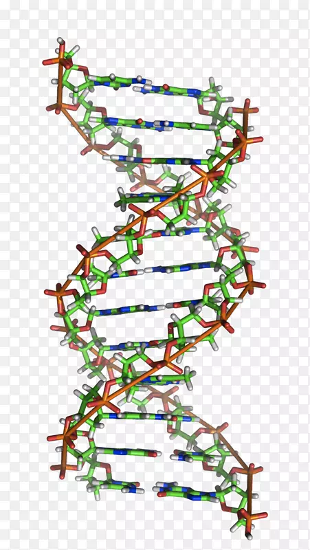 Z-dna a-dna核酸双螺旋RNA-科学