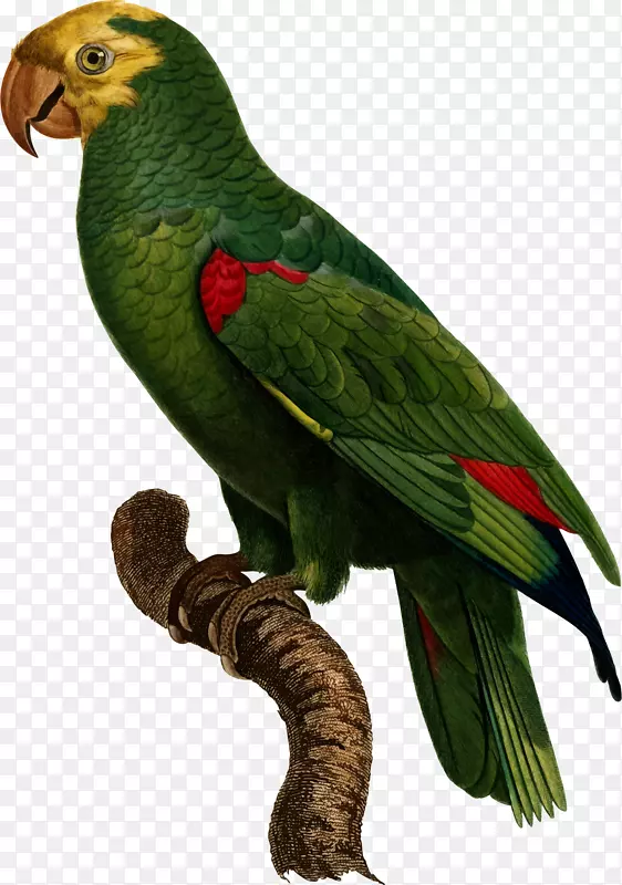 黄冠亚马逊鹦鹉宠物鸟