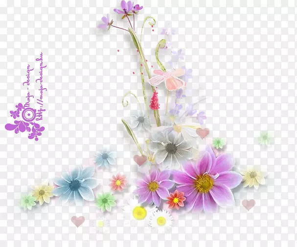 花卉动画普通菊花